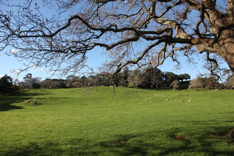 Sheep in Cornwall Park