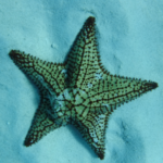 Profile photo of GypSea