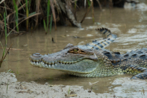 Profile photo of shubham