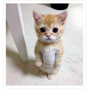 vasapon-opaswatanakul