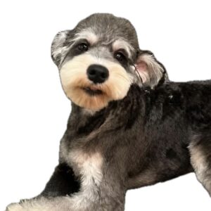Profile photo of Yezak